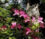 大山の花・ダイセンミツバツツジ