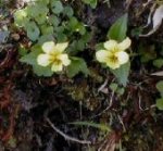 大山の花・ダイセンキスミレ