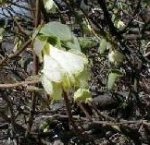 ��R�̉ԁE�_�C�Z���q���E�^���{�N