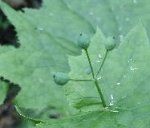 大山の花・サンカヨウ