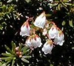 大山の花・ツガザクラ