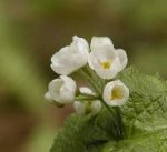 大山の花・さんかよう