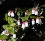 大山の花・アカモノ