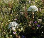 大山の花・ヨロイグサ