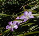 大山の花・フウロソウ