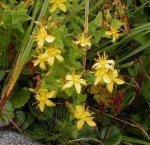 大山の花・ダイセンオトギリ