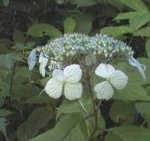 大山の花・ヤマアジサイ