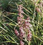 大山の花・シュロソウ