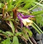 大山の花・ダイセンオダマキ