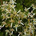 大山の花・ダイモンジソウ