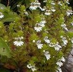 大山の花・コゴメグサ