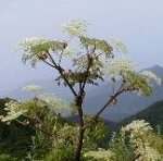 大山の花・シシウド
