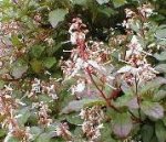 大山の花・ホツツジ