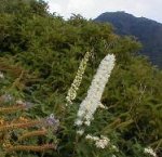 大山の花・サラシナショウマ
