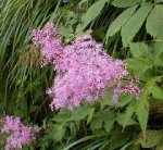 大山の花・シモツケ