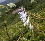 大山の花・ギボシ