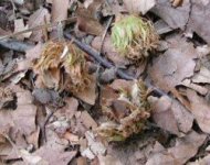 大山・ブナの実