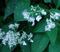 大山の花・クサアジサイ