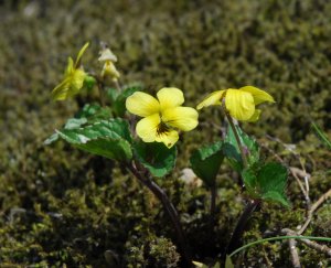 ダイセンキスミレ