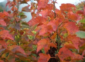 ウリハダカエデ紅葉